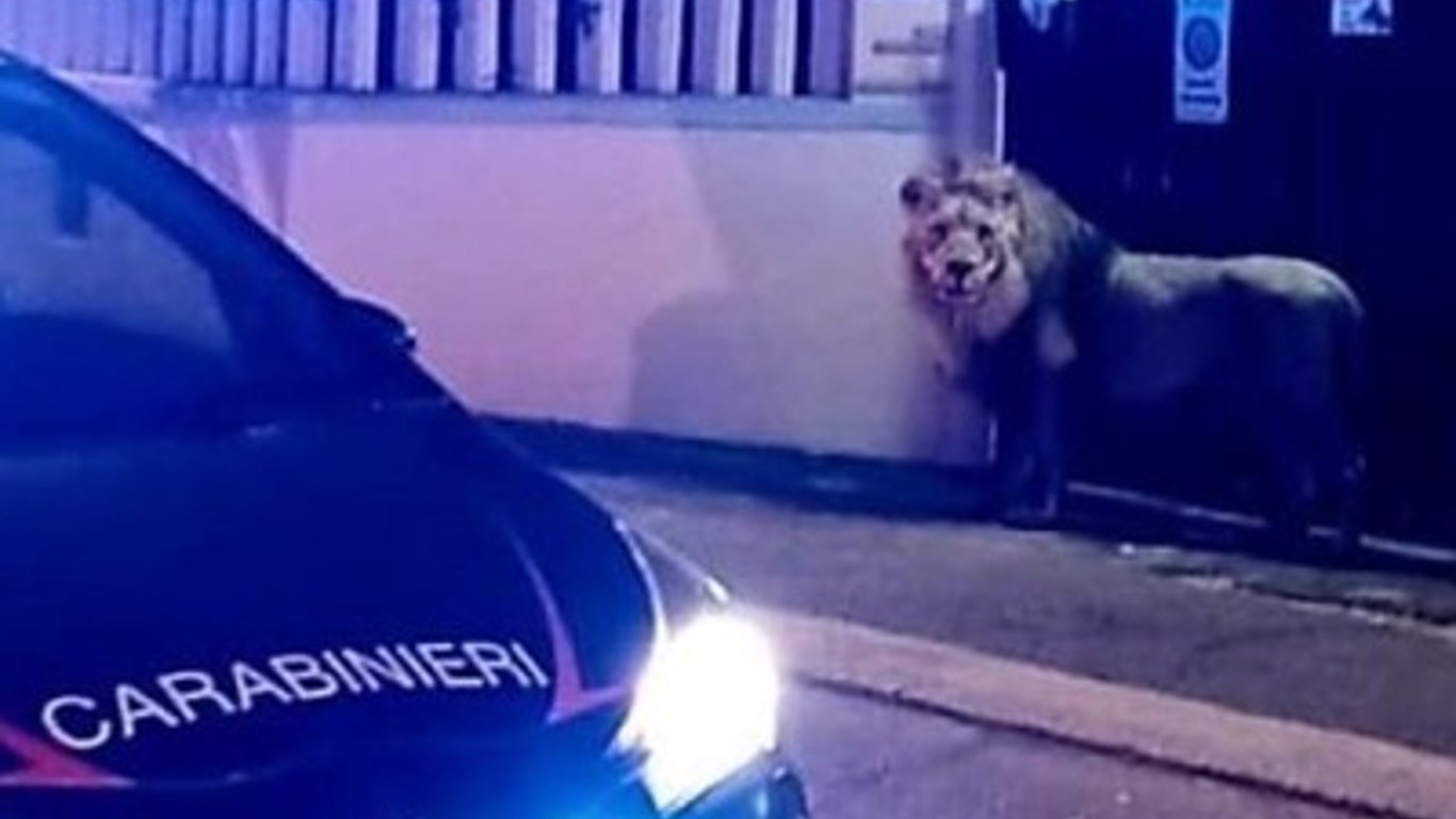 Держит в страхе весь город — по улицам Италии гуляет бежавший из цирка лев