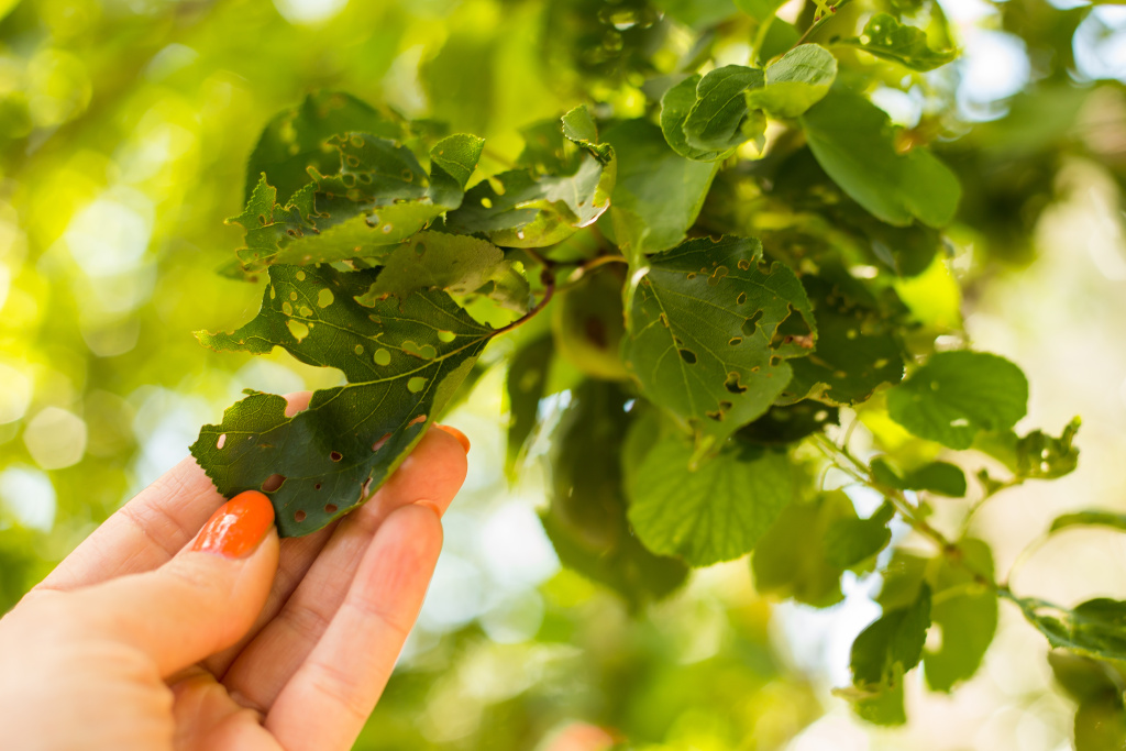 Чим хворіють абрикоси