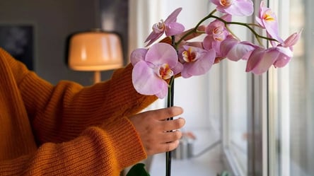 Чому орхідея скидає бутони й як змусити її знову цвісти - 285x160