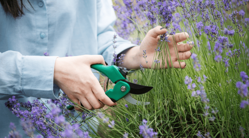 П'ять рослин, які потрібно обрізати у серпні — лаванда