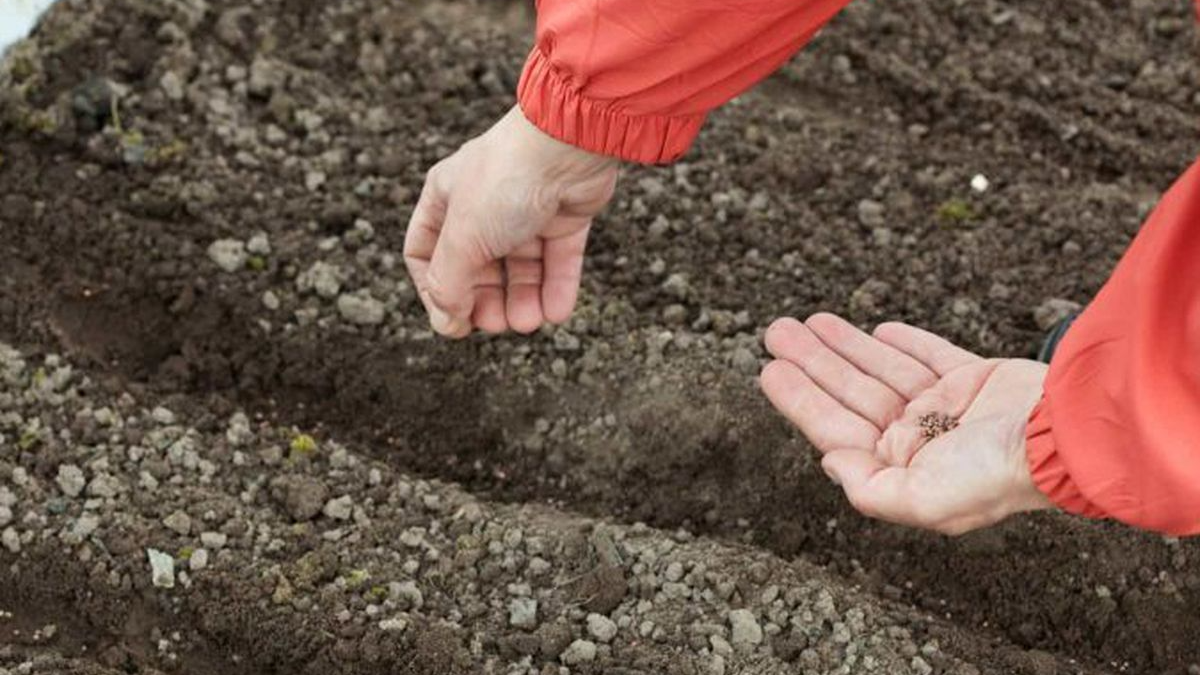 Когда сеять свеклу осенью — погодные условия
