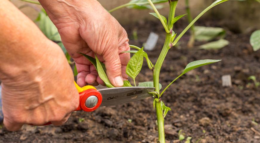 Процесс обрезки перца на огороде
