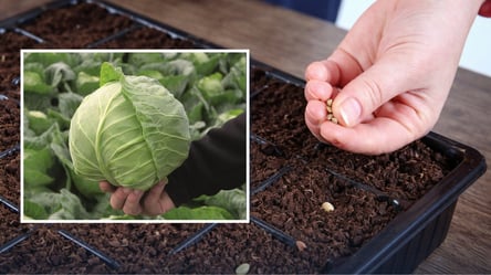 Эти сорта ранней капусты не подведут — что посадить в 2026 году - 285x160
