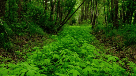 В Чернобыле высохло русло канала в пойме реки Уж — фото - 285x160