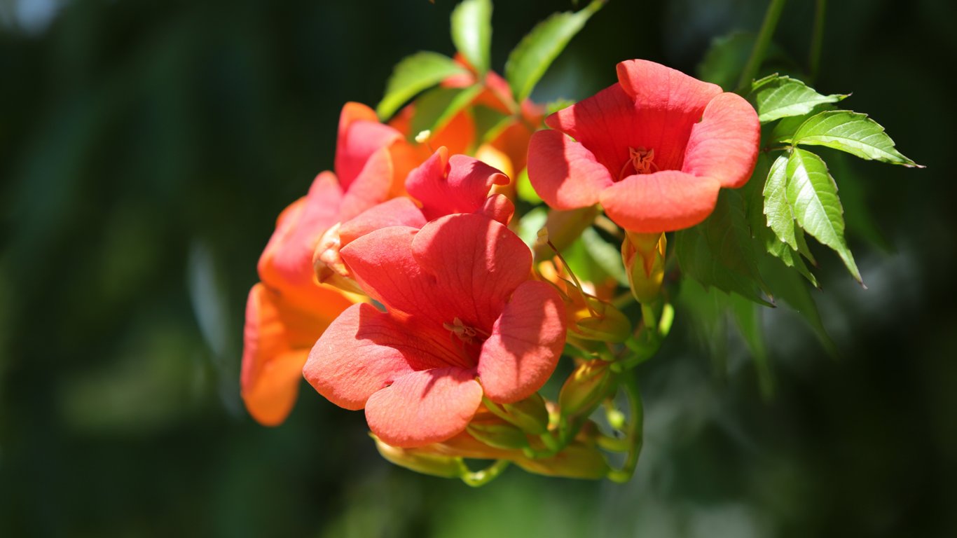 Квітка текоми.