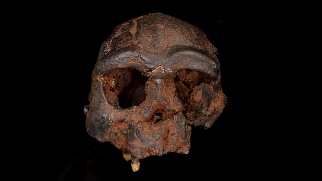 Найближчий родич Homo sapiens — вчені реконструювали обличчя людини-дракона