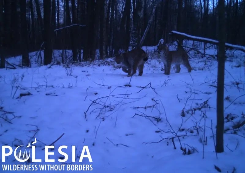 Чорнобильська зона