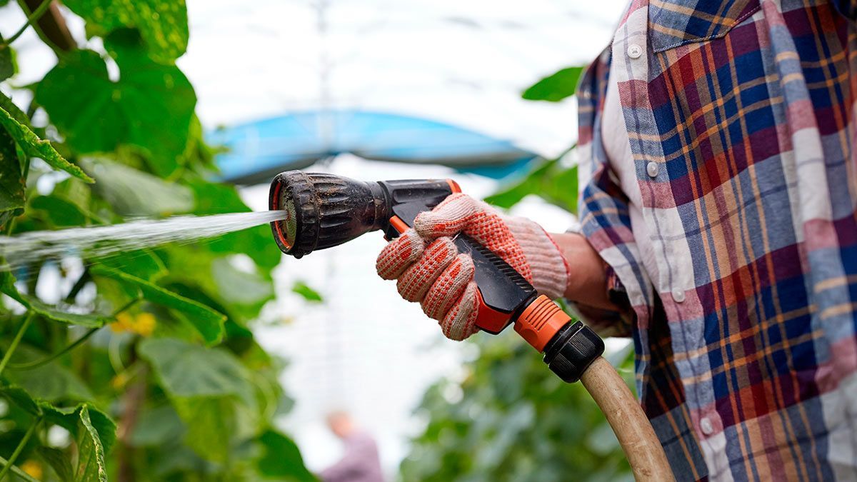 Як поливати огірки на городі, щоб не втратити врожай — поради городникам