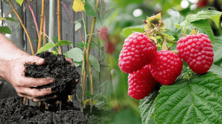 Чем подкормить малину осенью — кусты будут усыпаны ягодами - 285x160