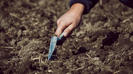 Підготовка грядки під озимий часник — що зробити восени - 285x160