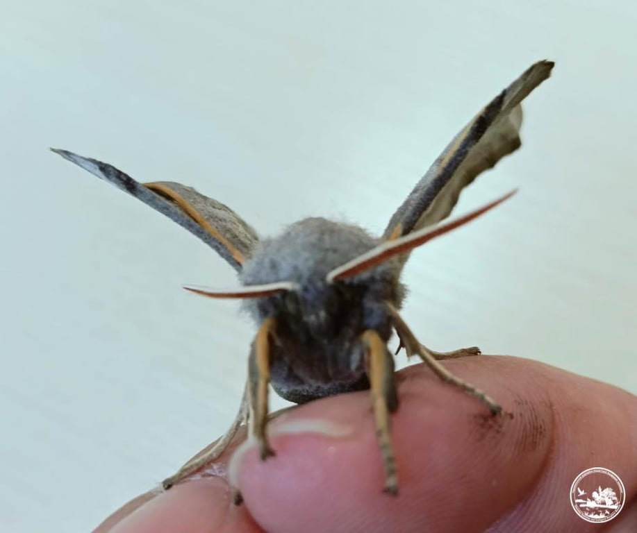 бражник тополевий