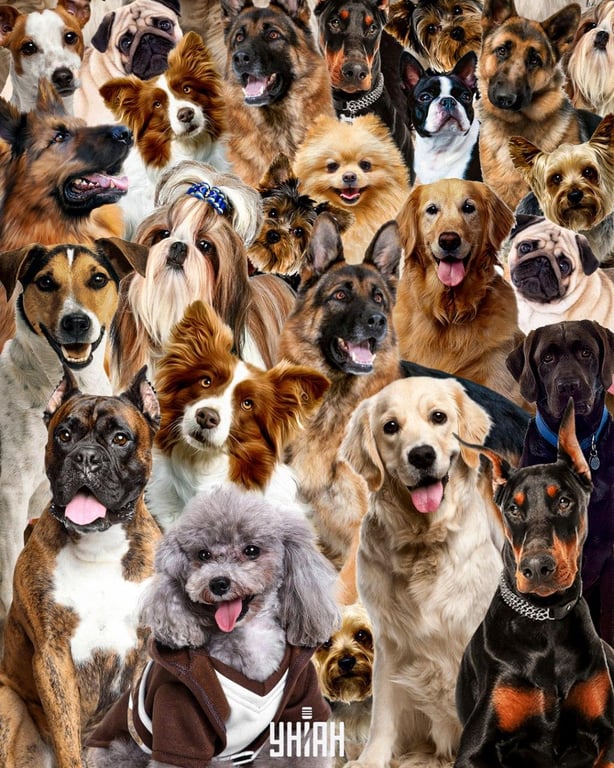 Оптическая головоломка на внимательность