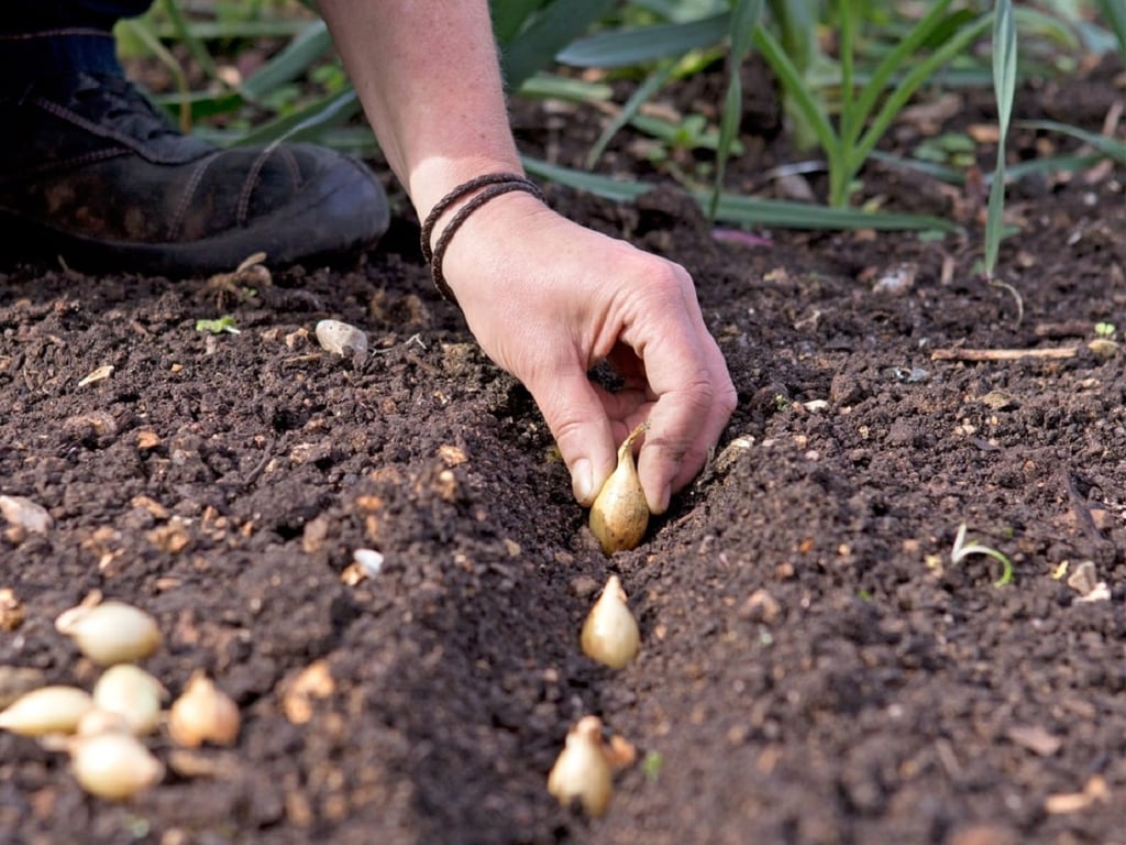 Когда сажать лук осенью