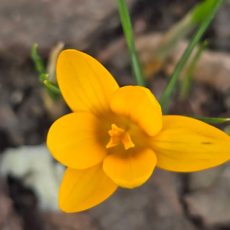 крокуси у Харкові