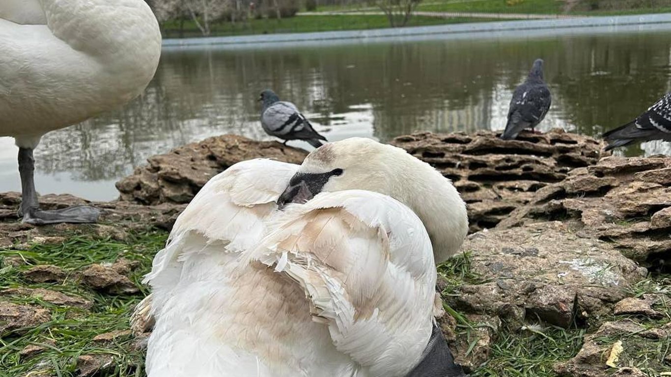 В Одесі лебедю пообрізали крила: активісти б'ють на сполох