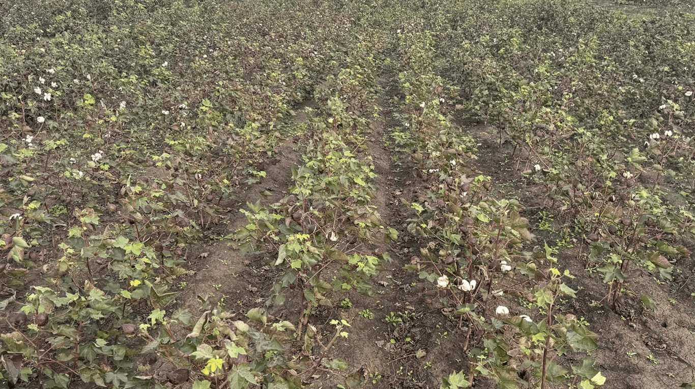 Хлопку в Одесской области быть — результаты эксперимента - фото 2