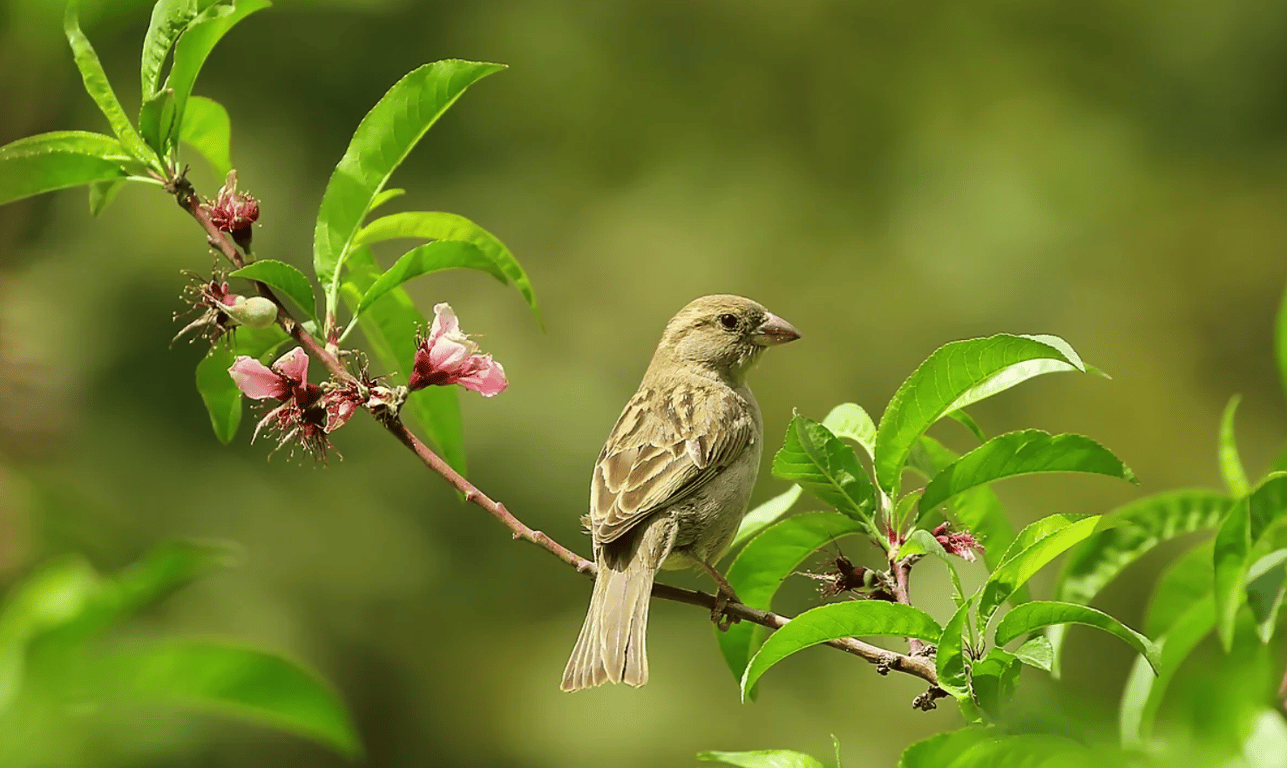 Маленький воробей, сидящий на дереве