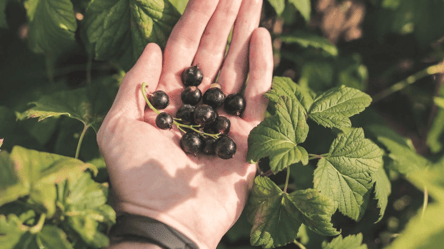 Эти растения истощают смородину — не сажайте их рядом - 285x160