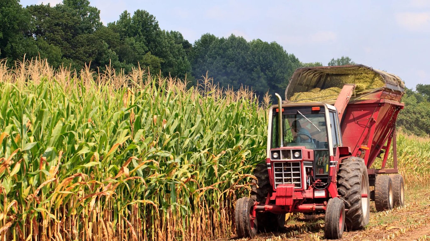 Цены на зерновые в Украине по состоянию на 10 августа 2023 года