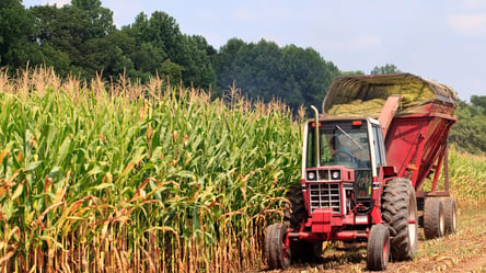 Цены на зерно в Украине: сколько стоит кукуруза в августе - 285x160