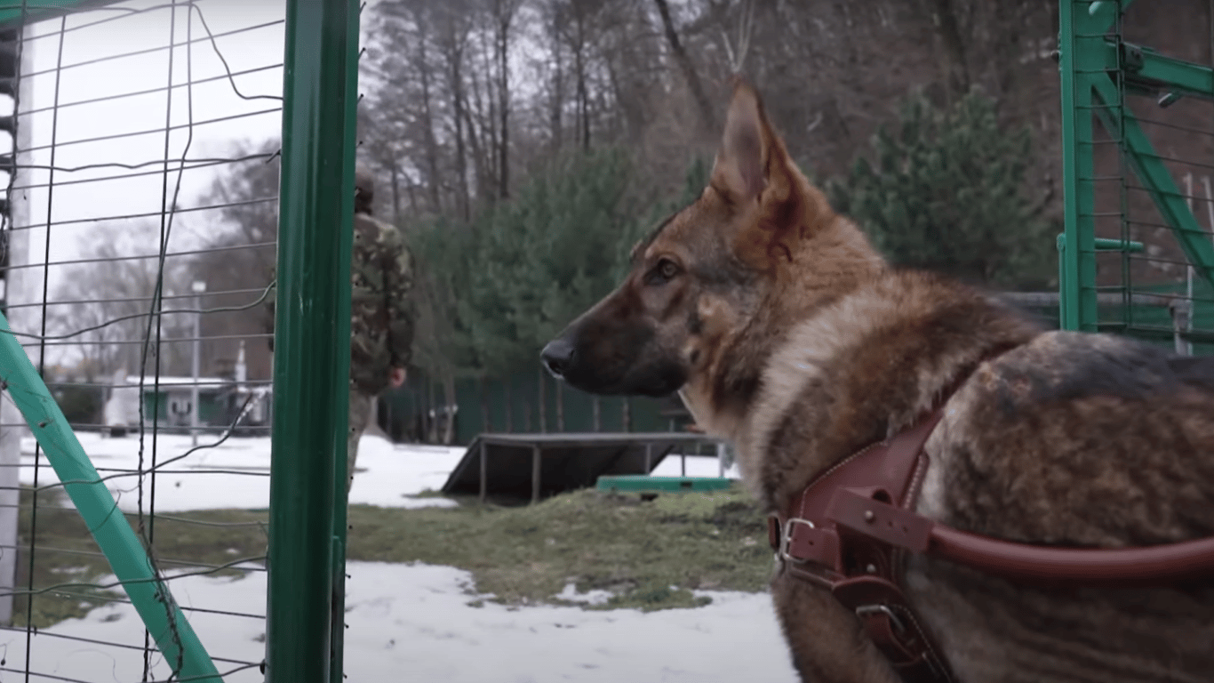 В бывшей резиденции Януковича тренируют собак для ВСУ и ветеранов, — DW