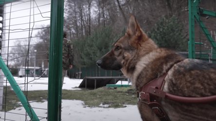 У колишній резиденції Януковича тренують собак для ЗСУ і ветеранів, — DW - 285x160