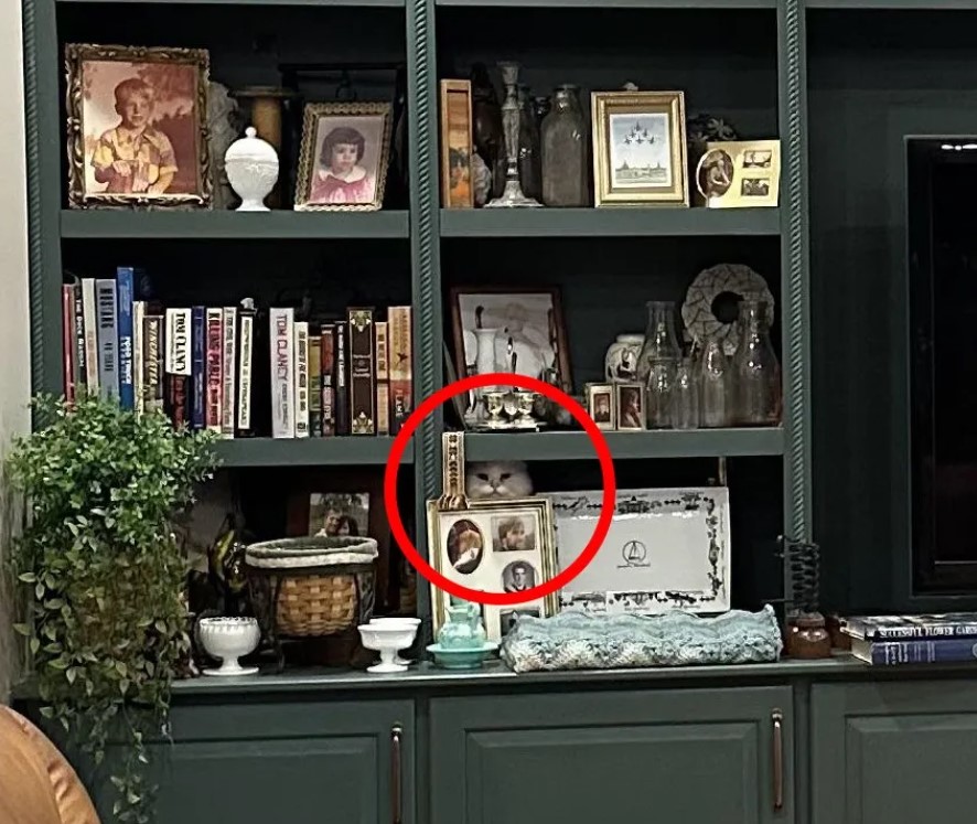 Кошачья хитрость — крайне сложная оптическая головоломка только для внимательных - фото 3