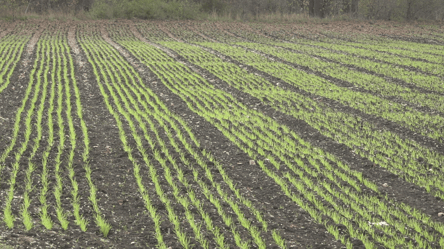 Будет ли хлеб в 2026 году — проблемы с озимыми на юге Украины - 285x160