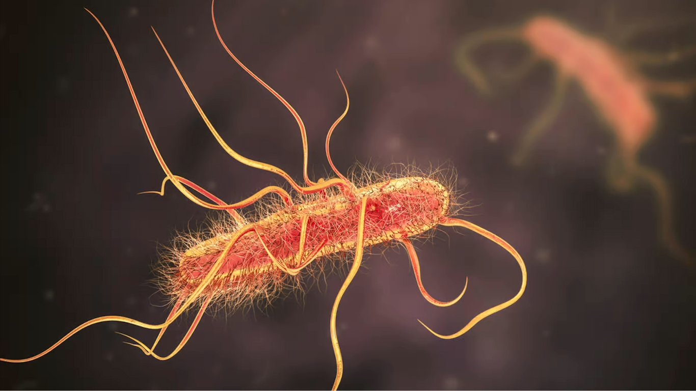 Вчені виявили смертоносні бактерії-вампіри, які полюють на людську кров