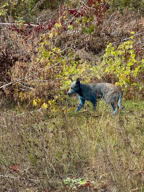 Собаки з синьою шерстю у Чорнобилі