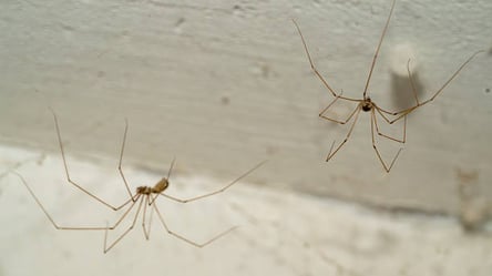 Позбудьтесь павуків без хімії — прості способи для чистого дому - 285x160