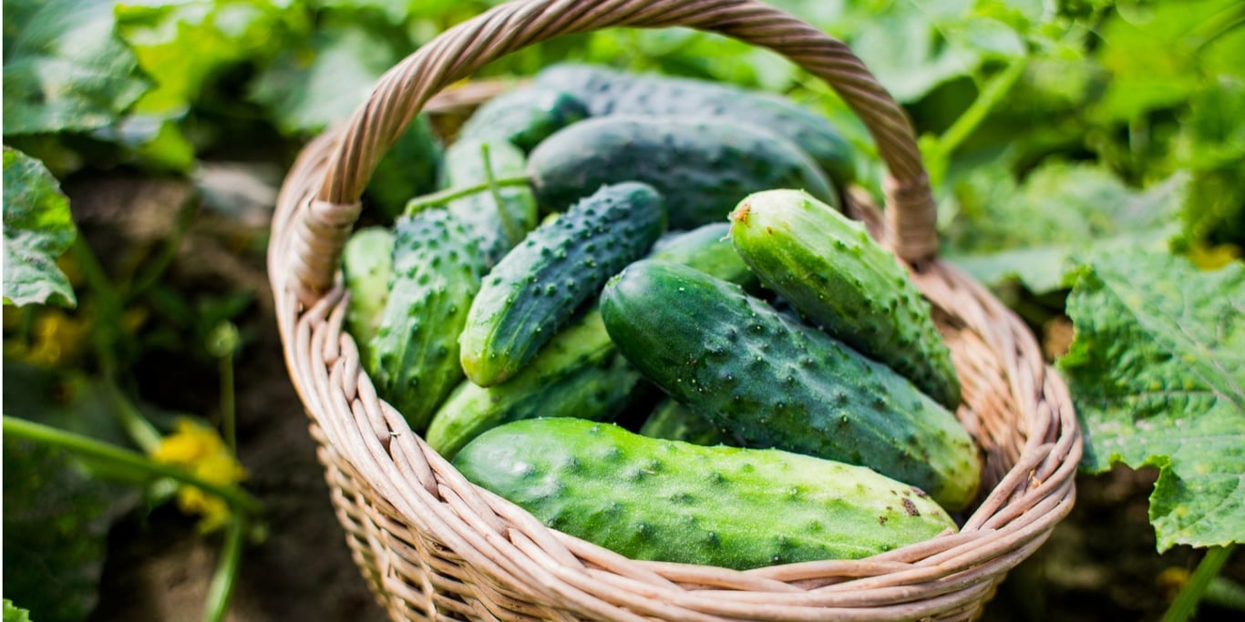 Cucumbers