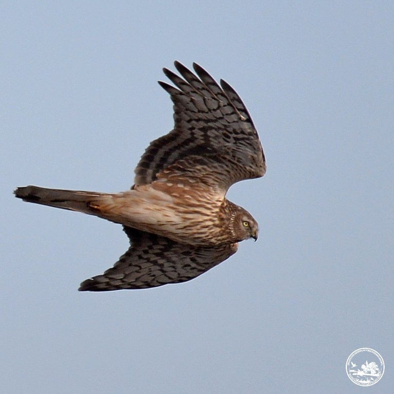 Луня полевого заметили на территории Чернобыля