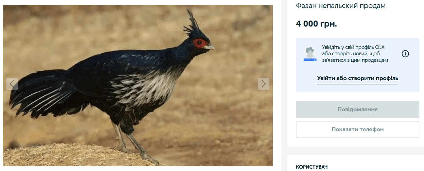 Экзотика на OLX — каких домашних любимцев продают украинцам - фото 4