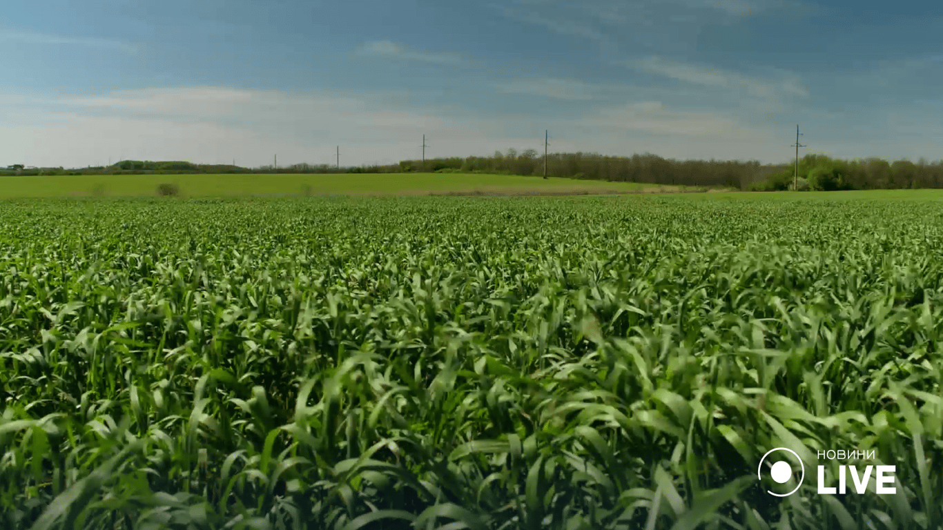 Аграрный фронт: будет ли Одесщина с хлебом и овощами — прогноз урожая