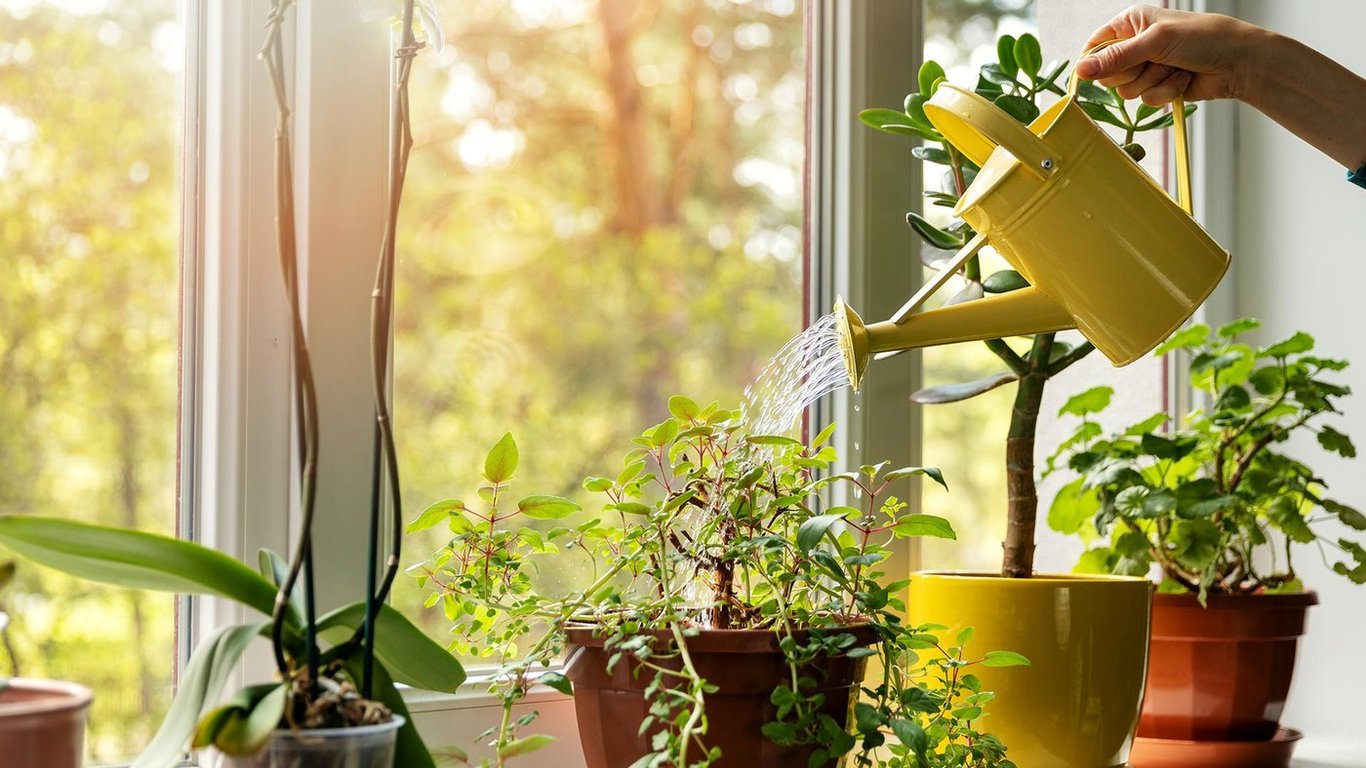 Що робити, коли кімнатна рослина засохла — дієві поради від фахівців-флористів