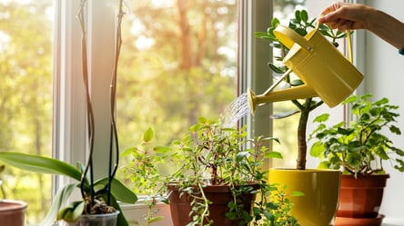Як оживити улюблену кімнатну рослину, якщо вона засохла — прості лайфхаки - 285x160