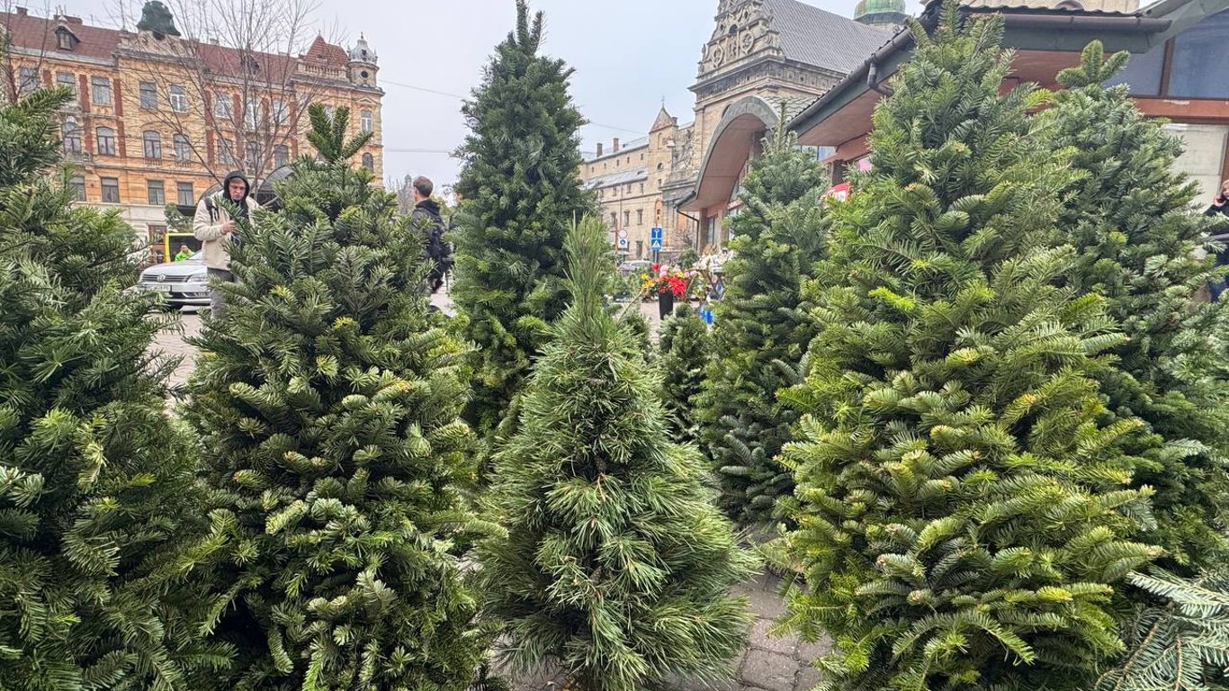 Де і за скільки купити ялинку у Львові 2024 — локації