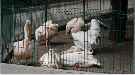 В Одесі запропонували перенести зоопарк із центру на Дальні Млини - 285x160