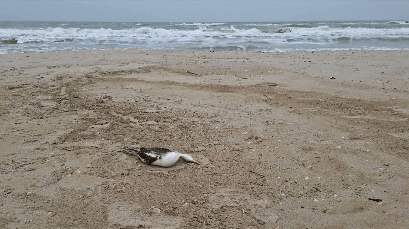 Через олію в морі загинули тисячі птахів