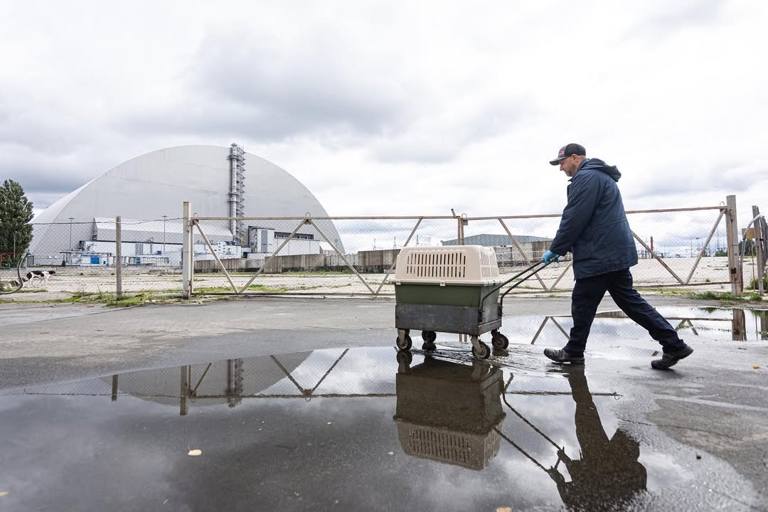 Собаки в Чернобыле