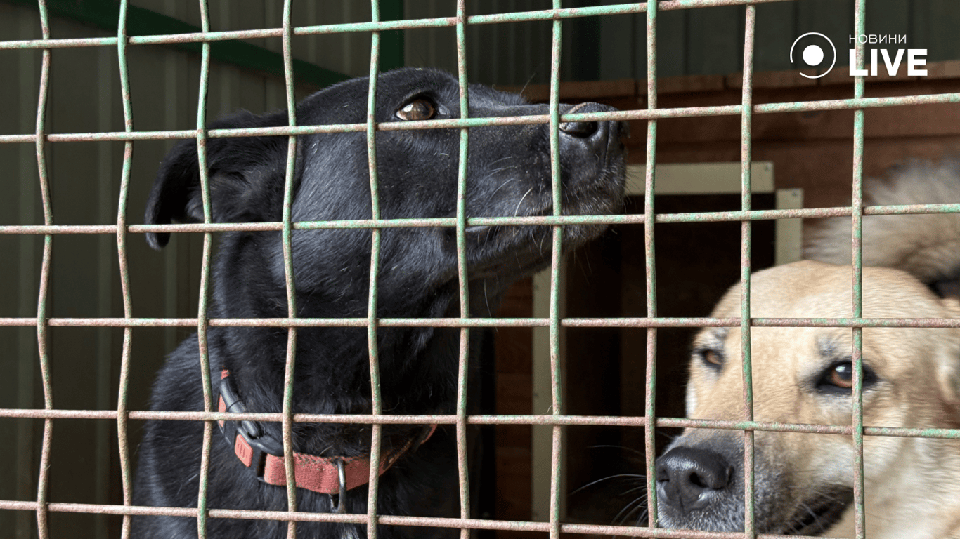 Чорний собака дивиться в сторону