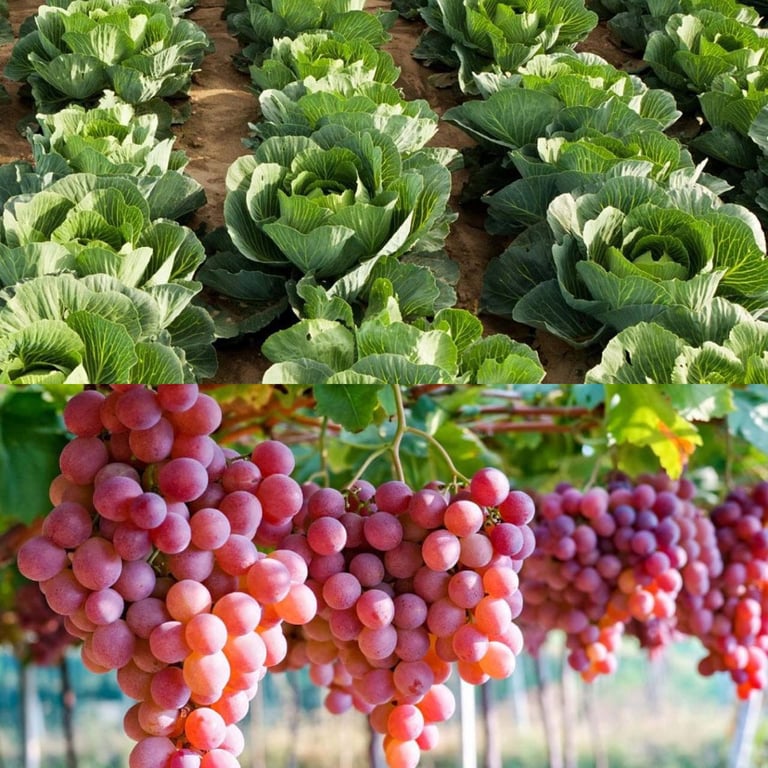 Капуста, виноград