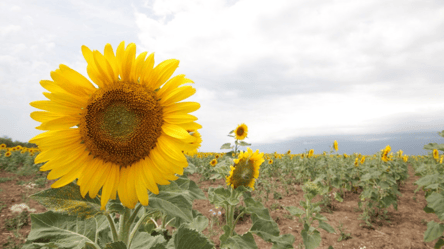 Соняшник не хоче спинятися — як подорожчав у жовтні - 285x160