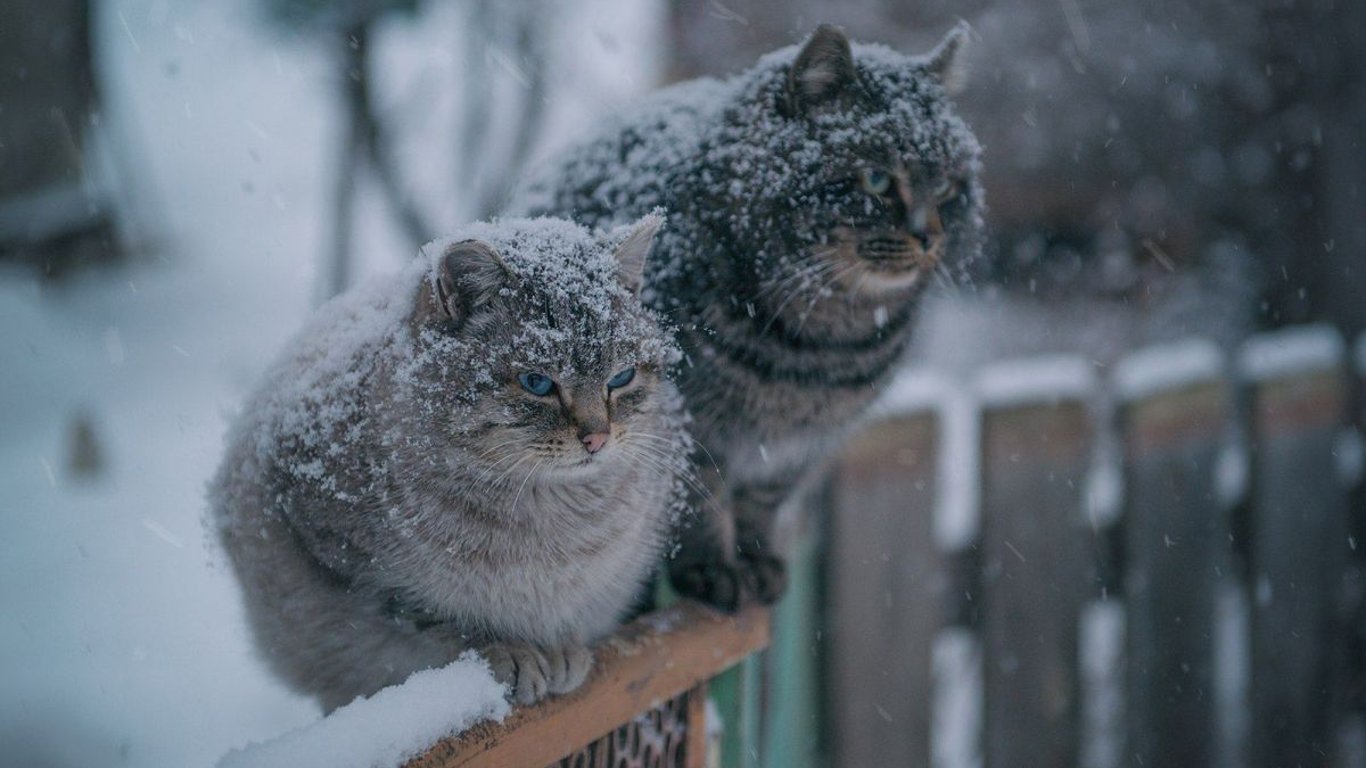Прохладно и со снегом: какой будет погода в Украине сегодня