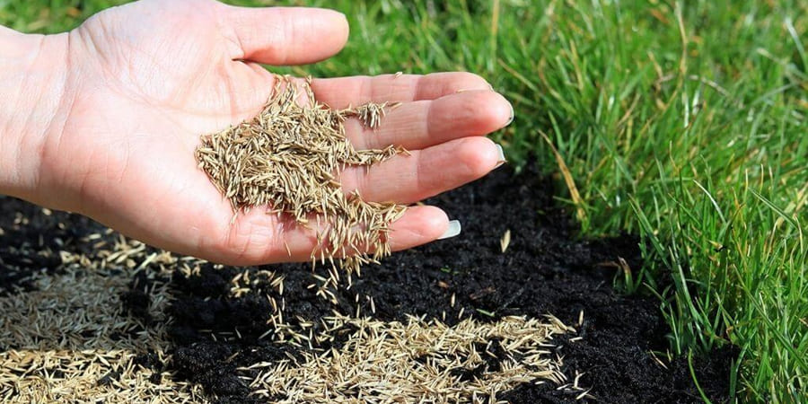 Человек, держащий семена газонной травы