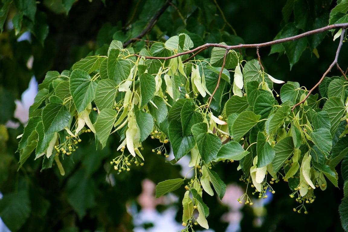 Липа возле дома — какие могут быть негативные последствия