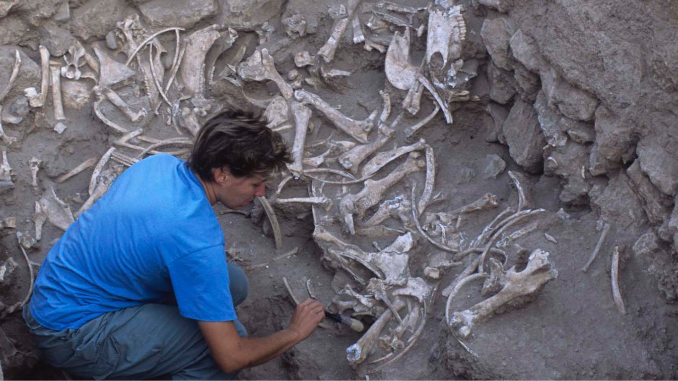 Найдено первое гибридное животное, выведенное 4500 лет назад — кто его создатель