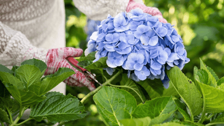 Які рослини не варто обрізати у вересні — поради для саду - 285x160