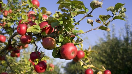 Яблоня не сбрасывает листья осенью — что это значит и что делать - 285x160